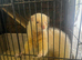 FERRETS available for STUD ONLY
