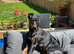9 Doberman puppies (leave after 6th June)
