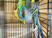 budgies.