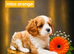 Kc LITTER OF 4 DNA CLEAR CAVALIER PUPPYS