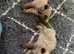 Ragdoll kittens