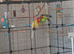 Pair of Rosellas