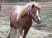 Beautiful mare
