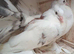 2026 nest pair Indian fantails
