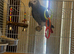 Male African grey with cage and full paperwork