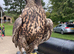 Lovely female Gyr saker for sale