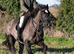 Mare  14hh