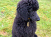 Standard poodle