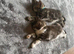 Male boy kitten