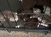 Beautiful kittens looking for their forever homes