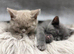 British shorthair kitten