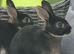 Mini rex black otter buck