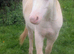 Stunning yearling gelding