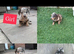 Miniature dachshund Puppys for sale