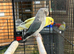2 lovebirds for sale
