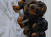 miniature dachsound puppys