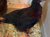 Pure black copper French marans