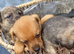Jack russel puppies