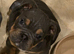 Absolutely adorable English bulldog baby's for sale
