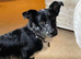 Beautiful little pixel needs a home