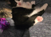 2 Gorgeous Kittens