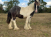 Yearling spot bred colt