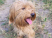 Labradoodle miniature red Gorgeous inside and out female