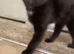 Black kitten