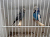 Breeding pair