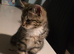 Female kitten