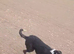 Border collie male