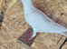 Pigeons