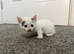 4 ginger and white kittens and 1 white with black tail
