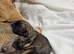 BORDER TERRIER PUPPIES