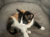 Girl kitten for rehoming