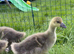 Goslings 3 weeks old