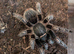 Female A. Seemani Stripe Knee / Costa Rican Zebra