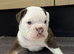 Old English Bulldog puppies