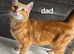 Ginger male kitten