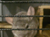 Chinchilla