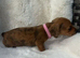 Beautiful Half breads dachshund Half Jack Russell