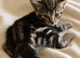 Handsome marbled tabby male kitten – available to reserve