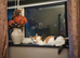 2 female cats maple and mochi