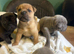 Last pup remaining Price drop French pei pups