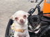 Tiny female chihuahua puppies