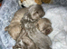 Stud only Imperial Lilac Dobie Shih Tzu Stud