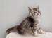 GCCF Pedigree Maine Coon Kittens for sale