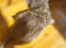 Kittens for sale