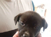 9 beautiful sibrian husky x cane corso