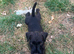 Patterdale x Lakeland terrier puppies